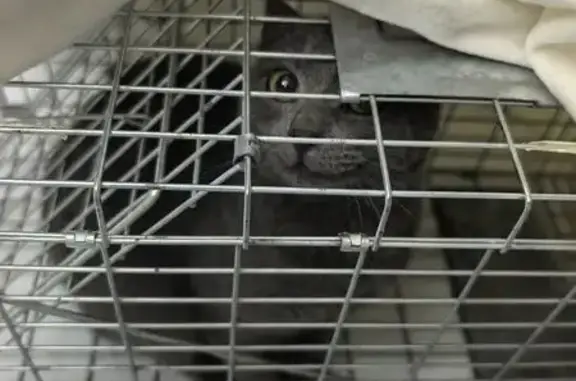 Кошка найдена на Ворогилова 3/2, СПб