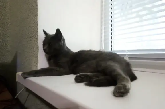 Кошки потеряшки, Тамань, фото: Потеряшка кошка, Комсомольская 58, Тамань