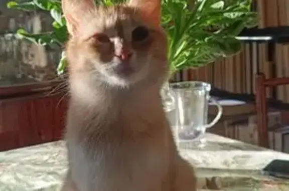 Кошки потеряшки, Пушкино, фото: Потеряшка кошка, Железнодорожная 14, Пушкино