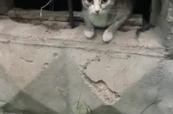 Найдена кошка, Сыктывкар, фото: Беременная кошка найдена: Октябрьский пр. 116