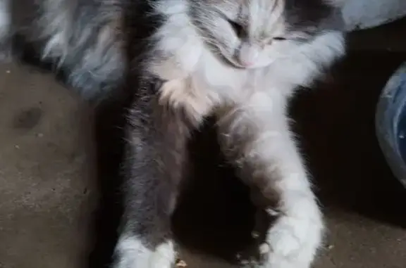 Кошка найдена: Подлесная ул., 19/3, Пермь