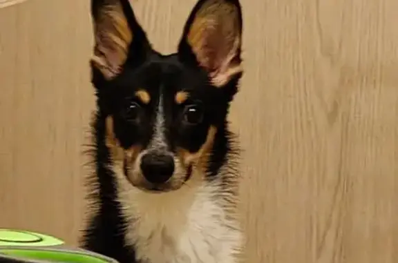 Собаки потеряшки, Красноярск, фото: Потеряшка собака, Королёва 2, Красноярск