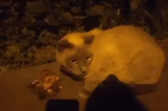 Кошка найдена, Циолковского д123, Воронеж