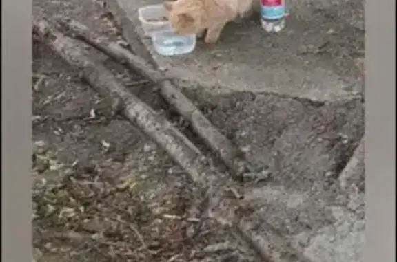 Найдена кошка, Биектауское, фото: Кошка найдена, Биектау, Татарстан