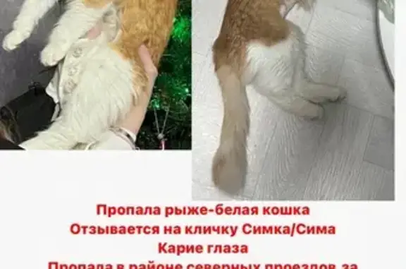 Пропала кошка, ул. Гагарина, Отрадный