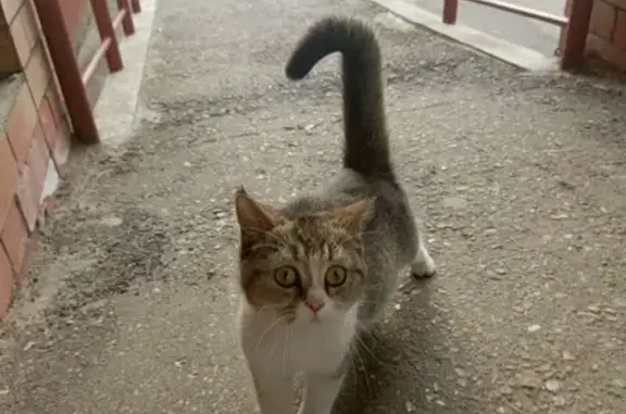 Найдена кошка, Ярославль, фото: Кошка найдена: ул. Ньютона, 33 к2, Ярославль