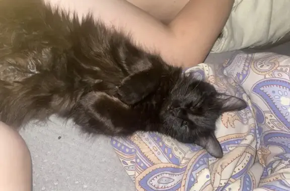 Потерянные животные Оренбург, фото: Пропала кошка, ул. Берёзка 17/1, Оренбург