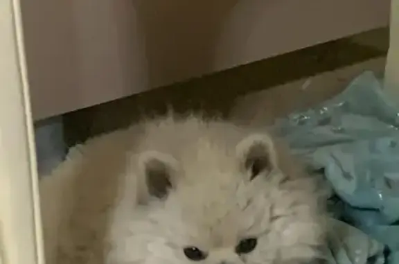 Найден шпиц, ул. Мадояна, 172, Ростов-на-Дону