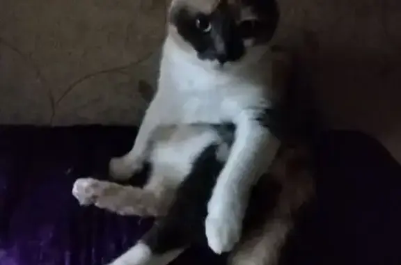 Кошки потеряшки, Калуга, фото: Потеряшка трехцветная кошка, Луначарского 52