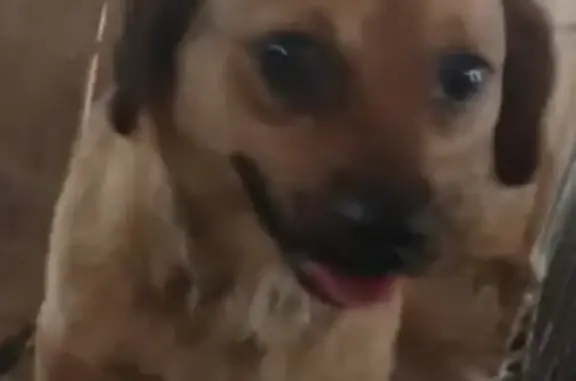 Найдена собака, Камышловский городской округ, фото: Пропала собака: ул. Красных Орлов, 99