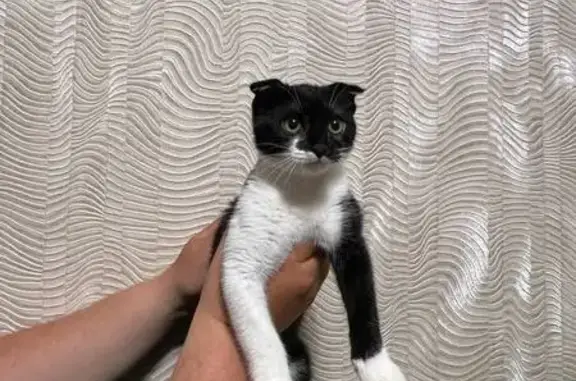 Найдена кошка, Симферополь, фото: Кошка найдена: Ростовская ул, 2, Симферополь
