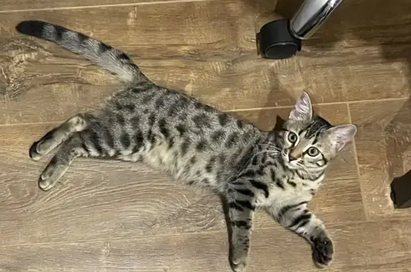 Кошки потеряшки, Магнитогорск, фото: Потеряшка кошка, Западное шоссе, 105