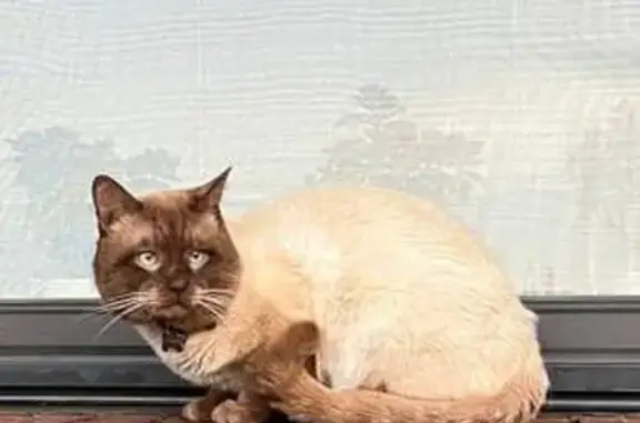 Кошки потеряшки, , фото: Потеряшка тайская кошка, Рождественский пр., 15