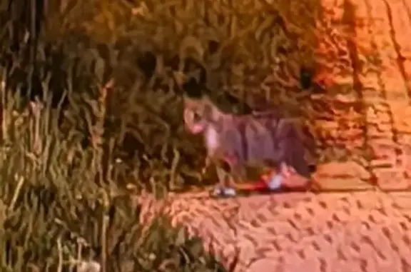 Кошка найдена у озер, ул. Турку, СПб