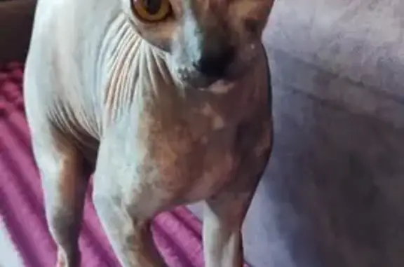 Кошки потеряшки, Красноярск, фото: Потеряшка кошка, ул. Ковалевской, 1, Крск