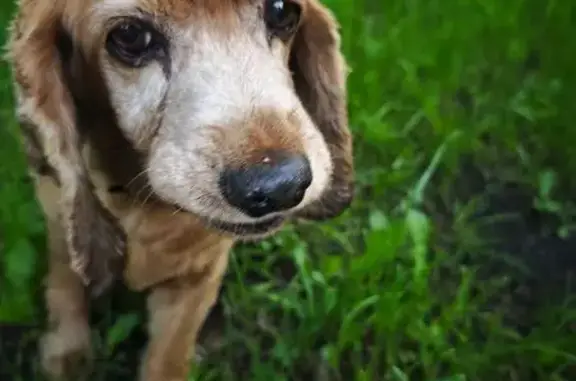 Найдена собака, Мошково, фото: Собака найдена на трассе, Мошково