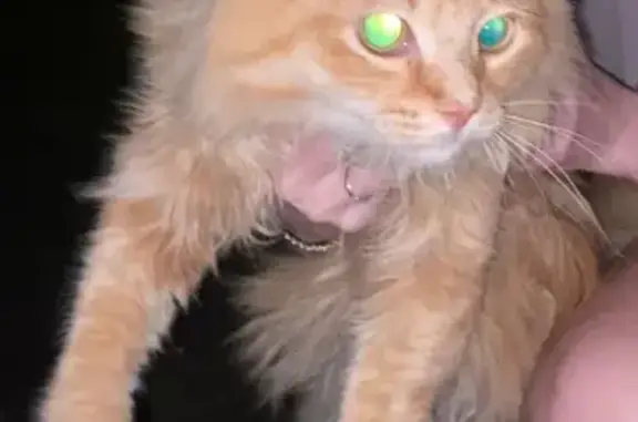 Найденные животные Томск, фото: Кошка найдена на Московском тракте, Томск