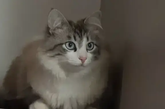 Пропала кошка, Молодёжная ул, 6, Непотягово
