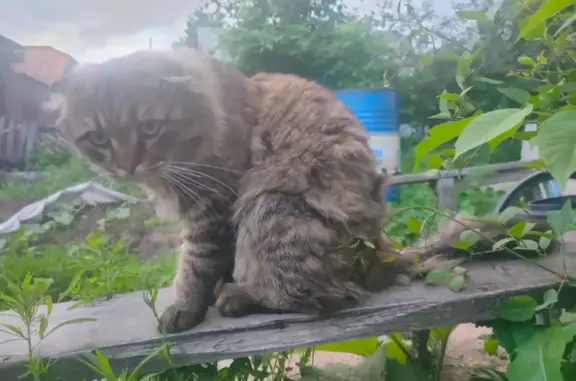 Кошки потеряшки, Рубцовск, фото: Потеряшка кошка, ул. Революционная, 49