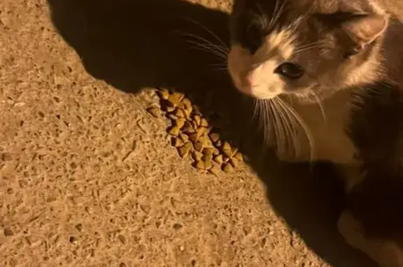 Найдена кошка, , фото: Кошка найдена, ул. Зубковой, Рязань