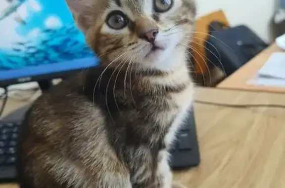 Кошки потеряшки, Мариуполь, фото: Потеряшка кошка, Приморский бул., Мариуполь