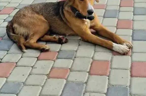 Собака найдена на Крузенштерна, 5к2