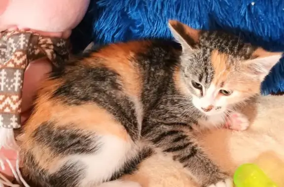 Кошка найдена: ул. Чкалова 32, Оренбург