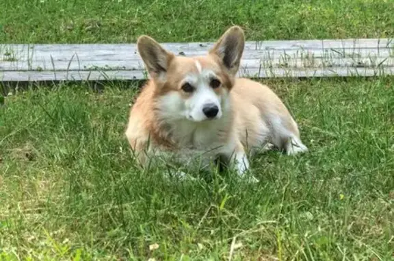 Пропала собака, 58К-096, Спицино