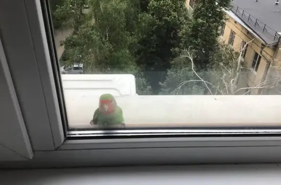 Найден неразлучник, Можайское...