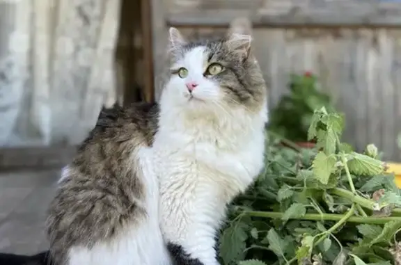 Пропала кошка, 57 Югское с/п