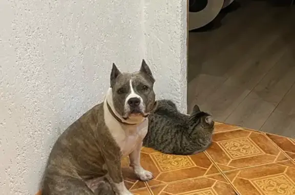 Пропала собака Брукса, Островского 2, Урай