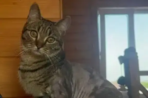 Кошки потеряшки, Ростовская область, фото: Потеряшка кошка на хуторе Лизой, Ростовская область