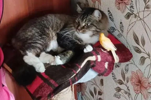 Пропала кошка, ул. Мира 35, Южноуральск