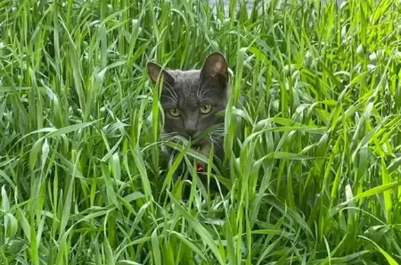 Кошка найдена на Малодетскосельском, 11