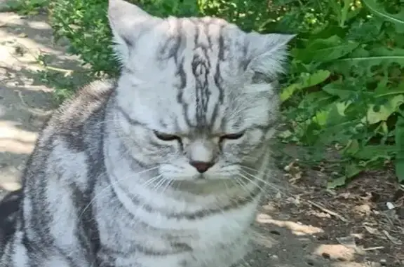 Найдена кошка, Ижевск, фото: Кошка найдена: Ярушки, 32, Ижевск