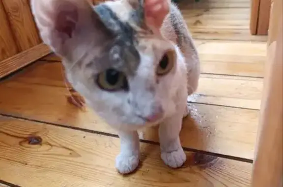 Объявления о пропавших и найденных животных, Екатеринбург, фото: Кошка найдена, Опалихинская 18, Екб