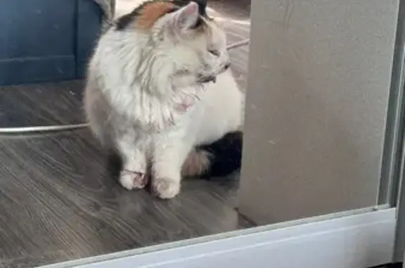 Найдена кошка, Нижний Новгород, фото: Кошка найдена на ул. Кима, 227, Н. Новгород