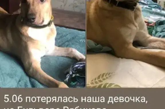 Пропала собака на ул. Маршала Конева, 86