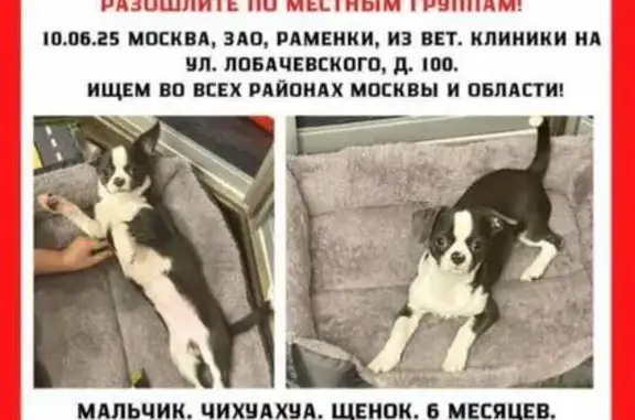 Пропала собака, ул. Лобачевского, 100