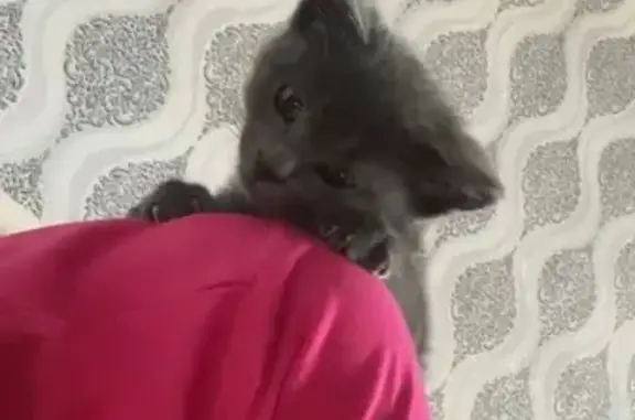 Пропала кошка, ул. Фрунзе 21, Болхов