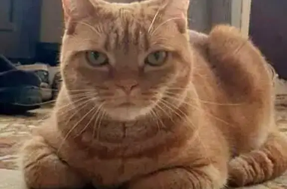 Кошки потеряшки, Дорохово, фото: Потеряшка кошка, Лесная ул., Дорохово