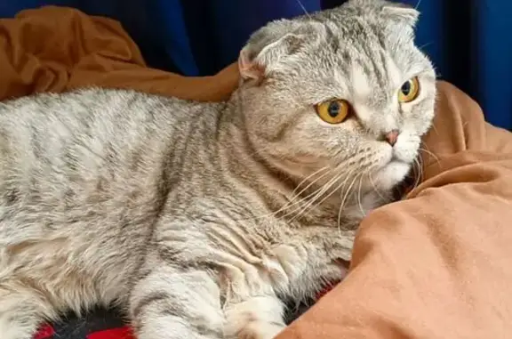 Найдена кошка, Москва, фото: Кошка найдена: Бартеневская ул, 9, Москва