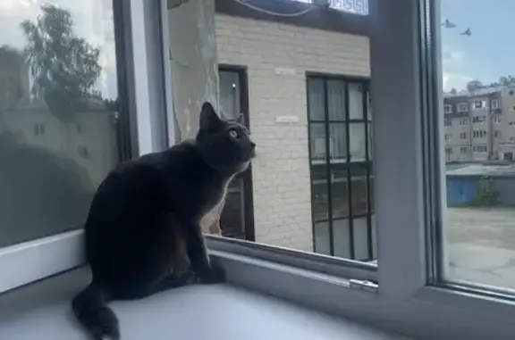 Пропала кошка, ул. Анучина 1А, Берёзовский