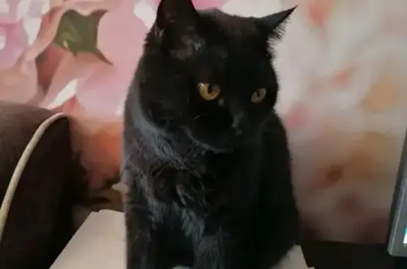 Пропала черная кошка, Яблоневая 13