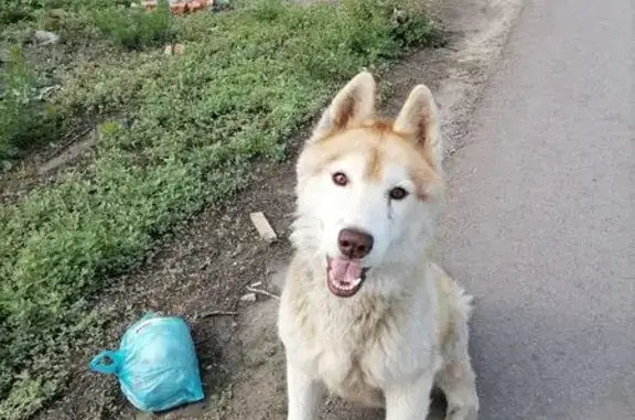 Найдена собака, Тамбовская область, фото: Собака ждёт на остановке Малиновка 1