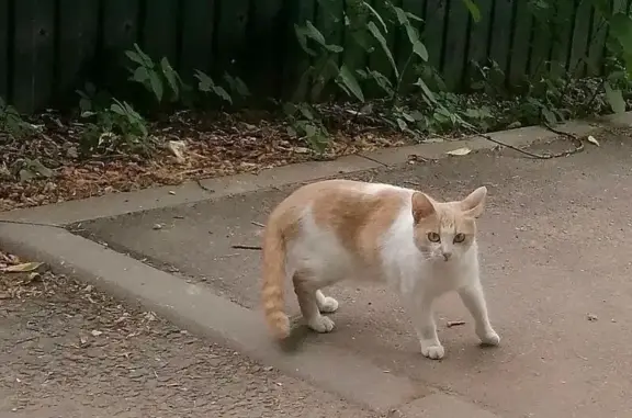 Найденные животные Москва, фото: Кошка найдена на Михельсона, 8, Москва