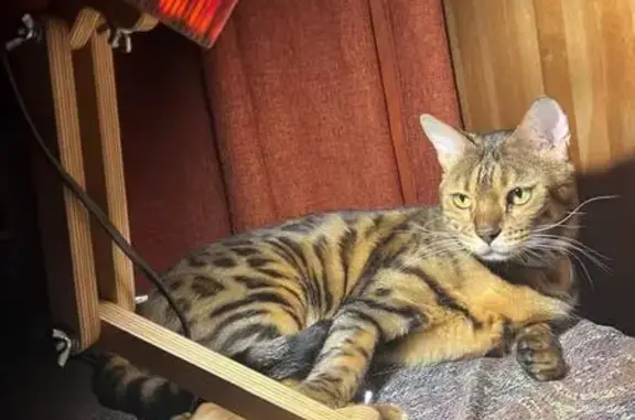 Пропала бенгальская кошка, Нагатинская 19
