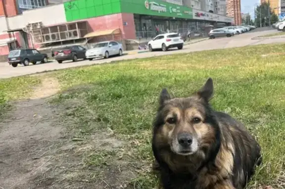 Найдена собака, Нижний Новгород, фото: Собака у Пятёрочки, Мещерский бул., 9