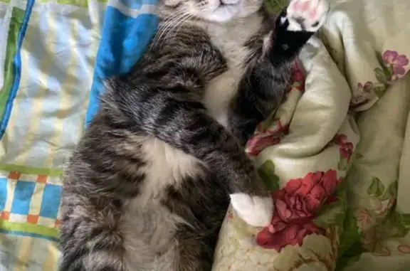 Кошки потеряшки, Верхняя Салда, фото: Потеряшка кошка, Воронова 12/1, Верхняя Салда