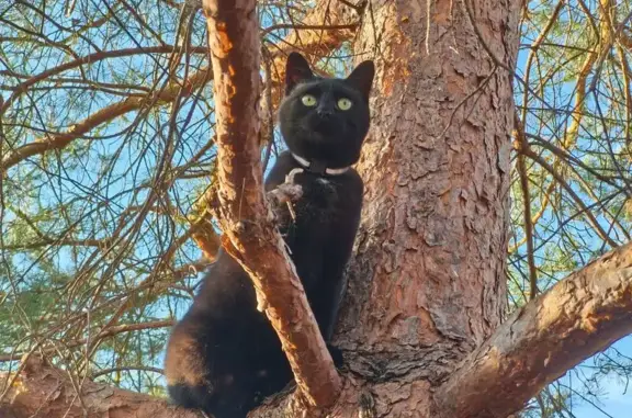 Кошки потеряшки, Московская область, фото: Потеряшка кошка в СНТ Пойма, г. Химки